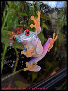 PXL_20210304_183128633.MP-01 red eyed tree frog clinging to glass, green plants in foreground